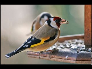 chant chardonneret royal algerien