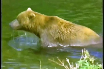 Male Brown Bear Kills Bear Cub And Eats It Up