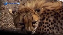Cheetah attacked reporter  Cheetah attack the people!   Animal Attacks on Human