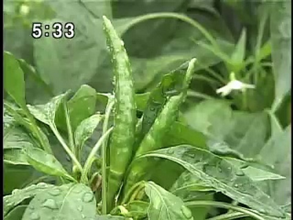 天皇皇后両陛下　那須ご静養'06