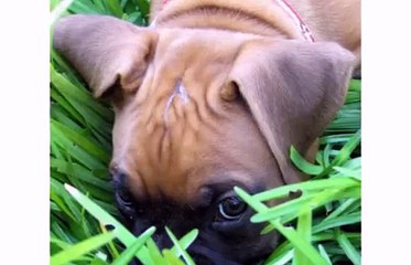 Best Dog Boxer - Dogs Animal Videos