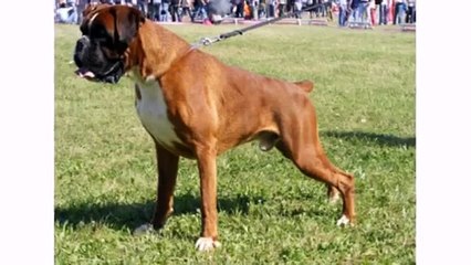 Dogs Animal Boxer - Best Dog Breeds Videos