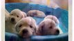 Labrador Retriever Puppies and Dogs Animal - Funniest Dog Videos