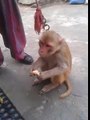 A Monkey Eating Orange By Peeling Skin