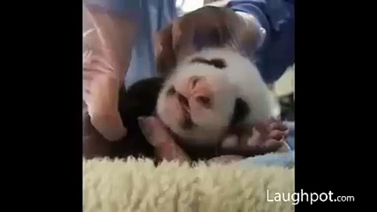 funny too cute!