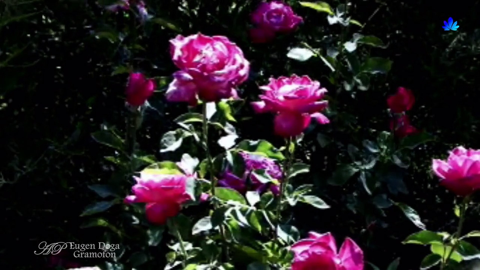 ✿ ♡ ✿ Waltz of Roses, Waltz of Love (Eugen Doga - Gramofon) - video  Dailymotion