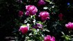 ✿ ♡ ✿ Waltz of Roses, Waltz of Love (Eugen Doga - Gramofon)