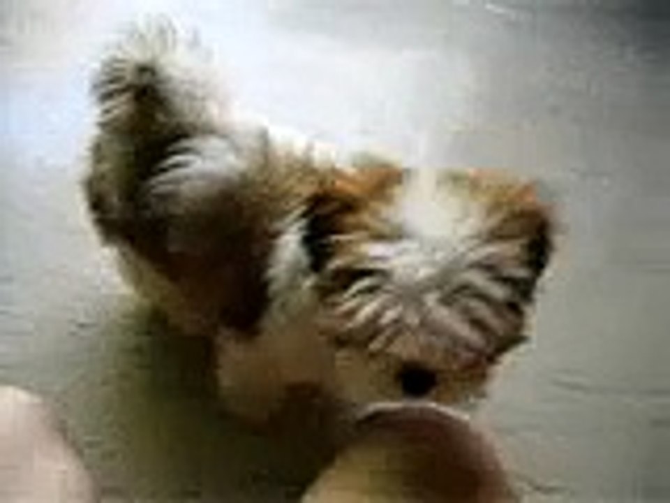 cute shih tzu puppy