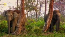 خفايا البراري الهندية HD : مملكة الفيلة