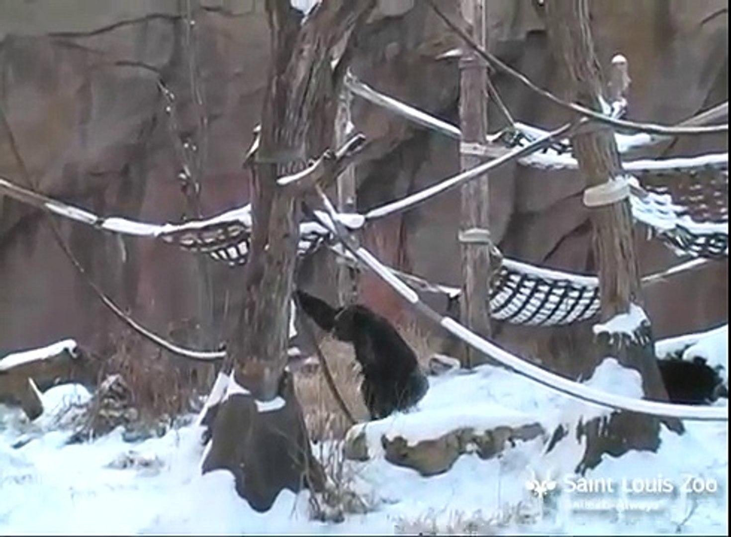 Snow day for the chimpanzees at Saint Louis Zoo