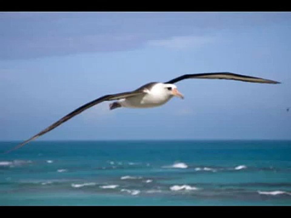 Albatross - studio version