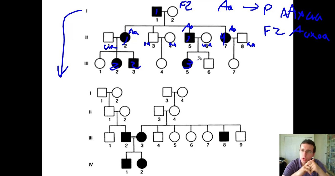 Human Inheritance Patterns (Pedigress & Punnet Squares)