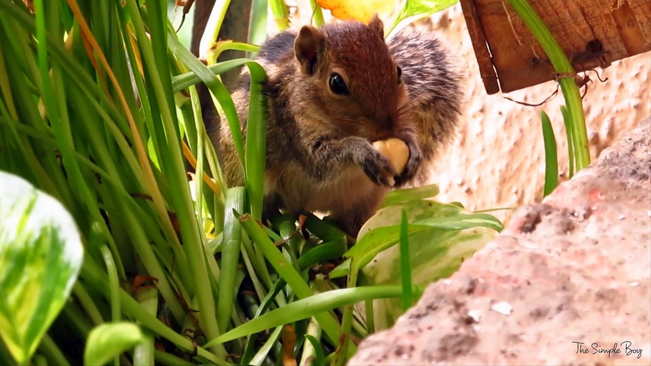 Cute Foodie Squirrel