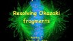 DNA Replication 2B: Okazaki fragments