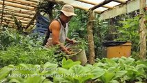 Eco Loco, Organic Farm for Sale, Costa Rica