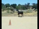 My 14 year old American Saddlebred mare running around