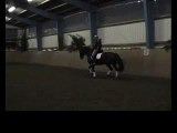 7 yr old Mecklenburger mare, 2nd/schooling 3rd level
