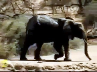 When Animal Attack Human : Hippo,Elephant Attack Compilation 2015 HD