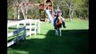 Bay Tri Colored Tobiano Gelding Tennessee Walking Horse ***SOLD - Congratulation to Susan ***