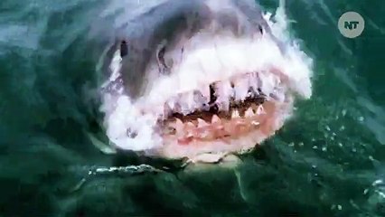 Australia Is Planning On Killing 2 Million Cats