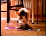 Kitten playing with toys & laundry basket