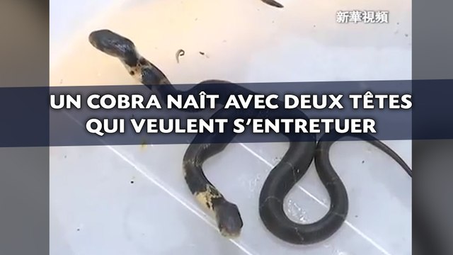 Un cobra naît avec deux têtes qui veulent s'entretuer