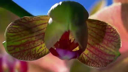 Blooming flowers, Amazing nature!