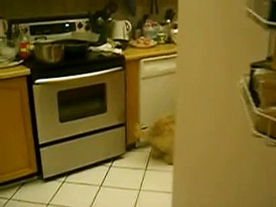 Toby: mini goldendoodle trying to steal food