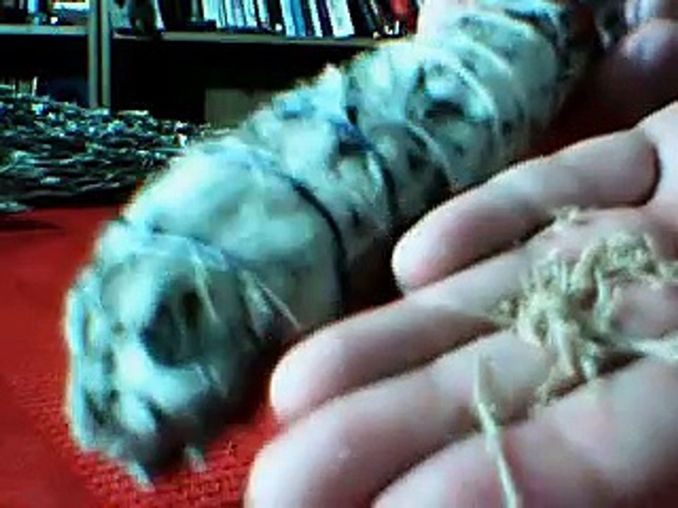 Sage