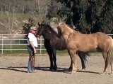Horses at Liberty- Horses being Horses- Release-Comfort- Rick Gore Horsemanship