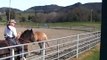 One Rein Stop- Horses Feeding off each other- Fresh Horse- Rick Gore Horsemanship