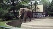 Un elefante hizo una travesura en zoológico!