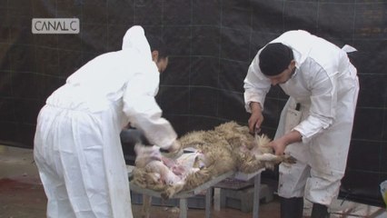 Fête du Mouton: il n'y aura pas d'abattage à Namur
