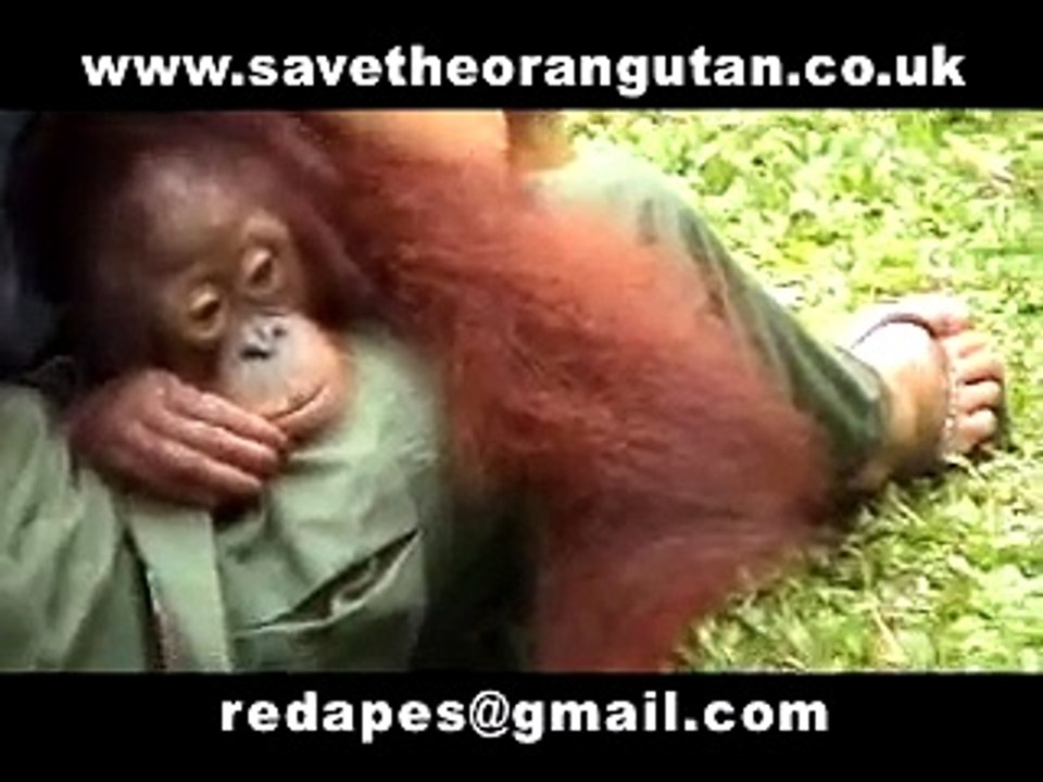 Save the Orangutans Part 1 of 3