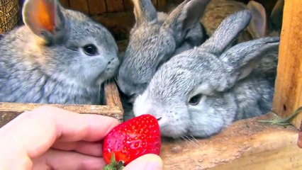 Flemish Giant Bunny Rabbit and Babies Bunnies Eating Strawberry and Carrot