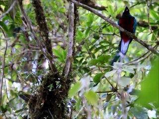 Quetzal resplendissant... vraiment resplendissant! (Resplendent Quetzal)