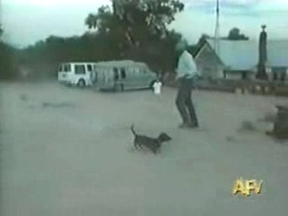 Dog's Attack's