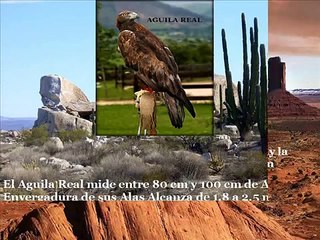 AGUILA REAL VS AGUILA CALVA