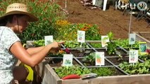How to start vegetable seeds|John Dromgoole|Central Texas Gardener