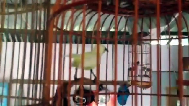 SUARA KICAU BURUNG KOLIBRI ALBINO PUTIH JUARA RAJANYA GACOR