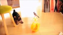 Yorkshire Terrier Makes A New Friend With A Bird