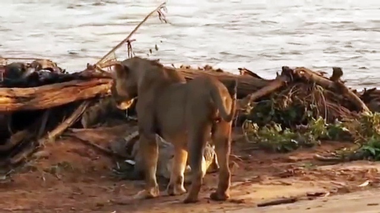 LEÃO   VS   CROCODILO