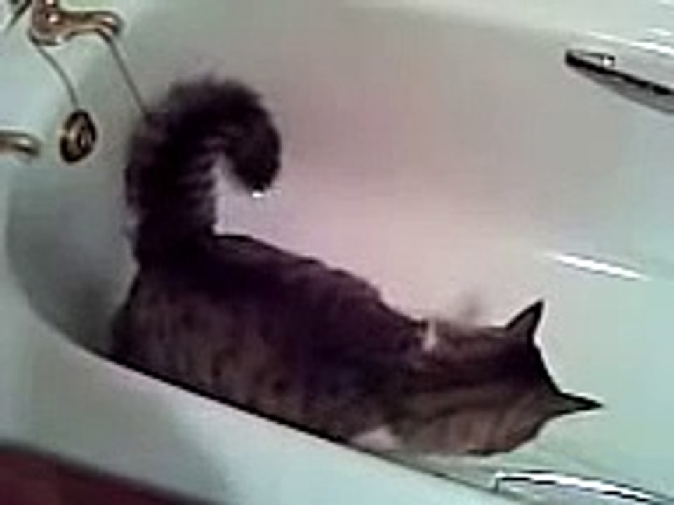 Cat peeing in the bath
