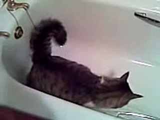 Cat peeing in the bath