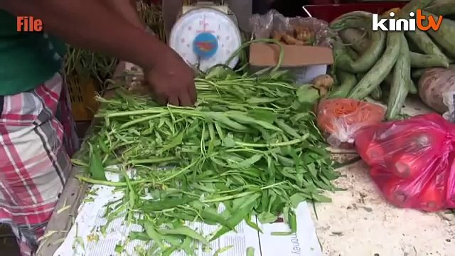 Parody paints PERKASA as kangkung defender