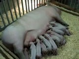 Puyallup Fair: Baby Pigs