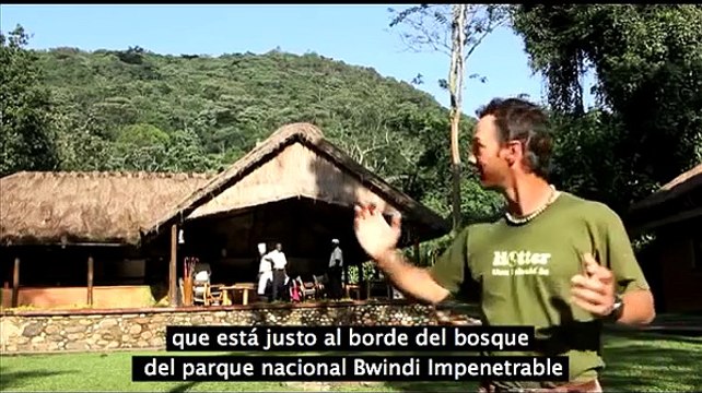 Así fue como un grupo de gorilas recibieron a un fotógrafo en una selva