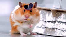 Tiny Hamster Goes To Disney World with Hello Denizen | What's Trending Now