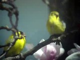 American Goldfinches  - Juvenile begging