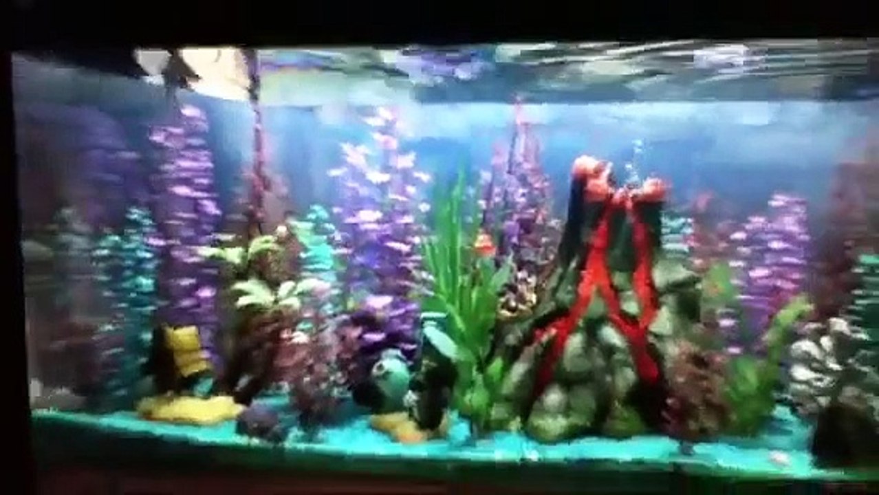 Nemo in the fish tank video Dailymotion